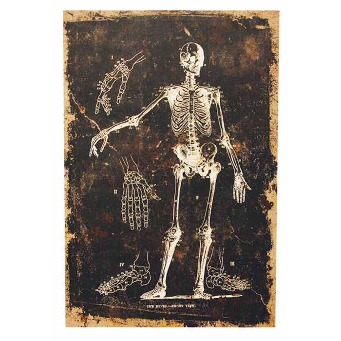 "Skeleto N Canvas Print - L24"Xw16'"